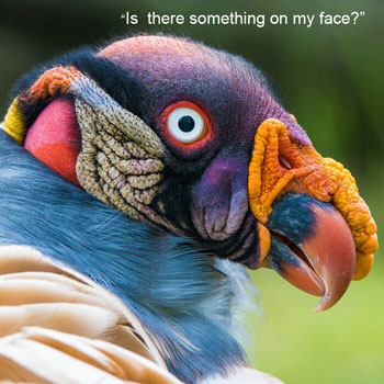 Responsive image